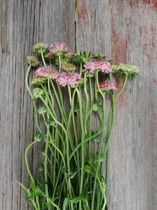 ANNUAL PINK SCABIOSA